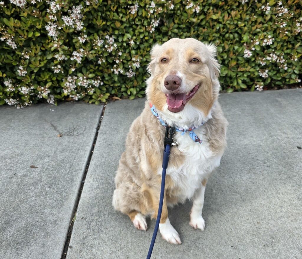 Skill, Heart & Integrity