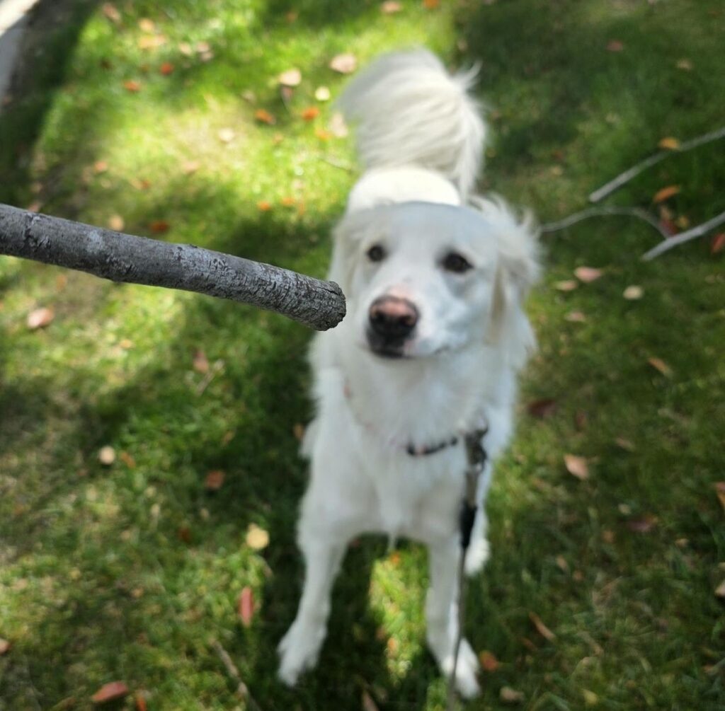 Complimentary Meet & Greets